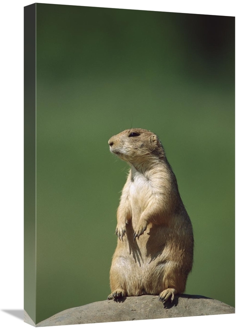 Global Gallery GCS-452562-1624-142 16 x 24 in. Black-Tailed Prairie Do