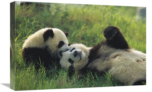 Global Gallery GCS-398115-1624-142 16 x 24 in. Giant Panda Female & Ye