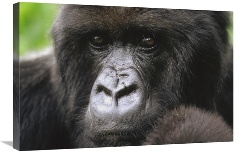 20 x 30 in. Mountain Gorilla Female Portrait, VIrunga Mountains&#4