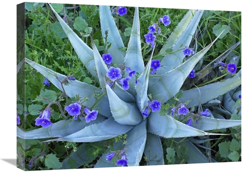 Global Gallery GCS-396121-1824-142 18 x 24 in. Desert Bluebell & Agave