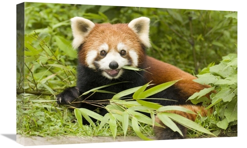 Global Gallery GCS-453022-1624-142 16 x 24 in. Lesser Panda Eating Bam