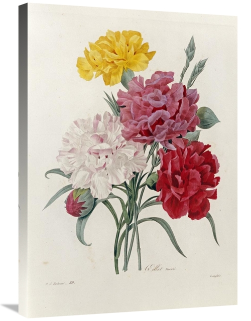 30 in. Carnations Art Print - Pierre Joseph Redoute