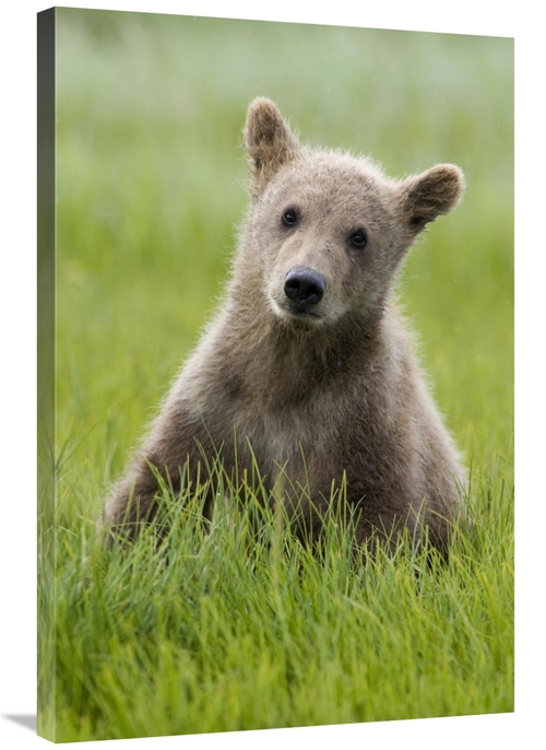 Global Gallery GCS-395455-2436-142 24 x 36 in. Grizzly Bear Yearling C