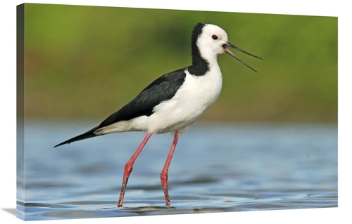 Global Gallery GCS-397468-2436-142 24 x 36 in. Black-Winged Stilt Call