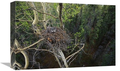 Global Gallery GCS-451925-1218-142 12 x 18 in. Great Gray Owl Parent I