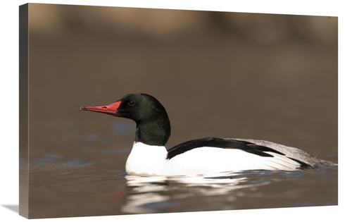 Global Gallery GCS-397409-2030-142 20 x 30 in. Common Merganser Male S