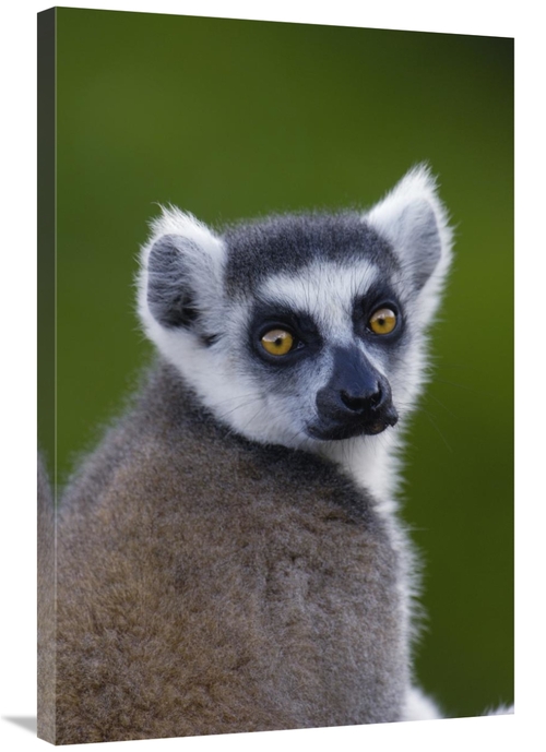 Global Gallery GCS-397948-2436-142 24 x 36 in. Ring-Tailed Lemur Portr
