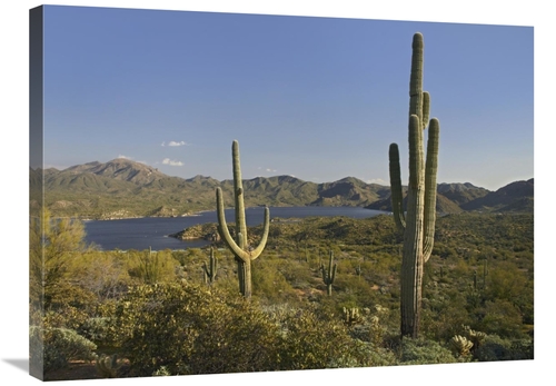 24 x 32 in. Saguaro Cactus at Bartlett Lake, Arizona Art Print - T