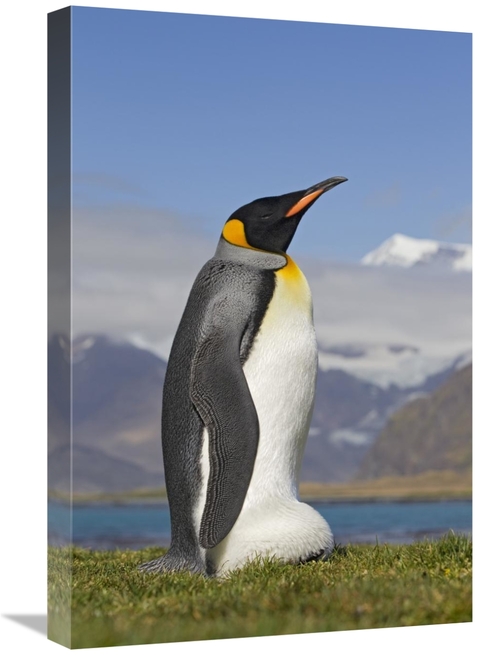 Global Gallery GCS-395367-1624-142 16 x 24 in. King Penguin Incubating