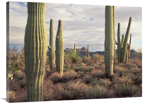 Global Gallery GCS-396456-3040-142 30 x 40 in. Safford Peak & Saguaro 