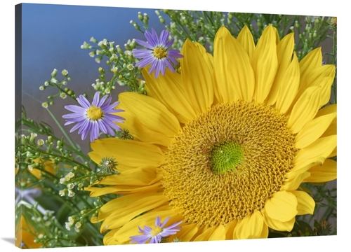 Global Gallery GCS-452236-3040-142 30 x 40 in. Common Sunflower & Aste