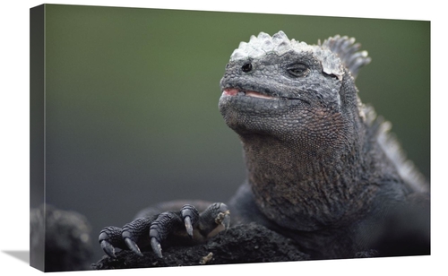 Global Gallery GCS-451154-1624-142 16 x 24 in. Marine Iguana Male with