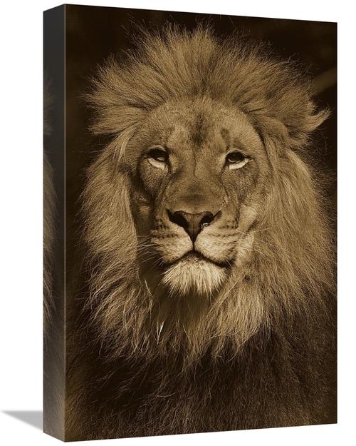 Global Gallery GCS-453667-1218-142 12 x 18 in. African Lion Male Portr