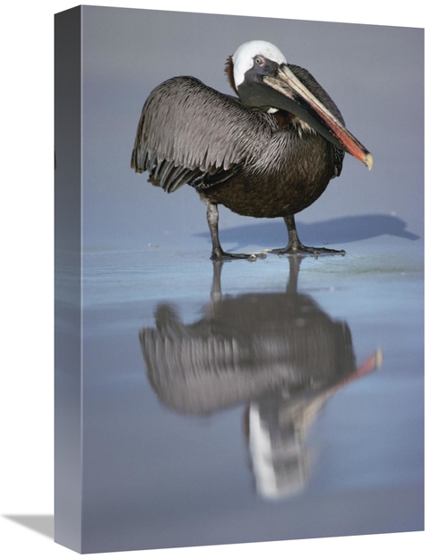 Global Gallery GCS-451205-1218-142 12 x 18 in. Brown Pelican, Turt