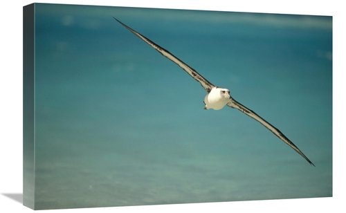 Global Gallery GCS-451435-1624-142 16 x 24 in. Laysan Albatross Flying