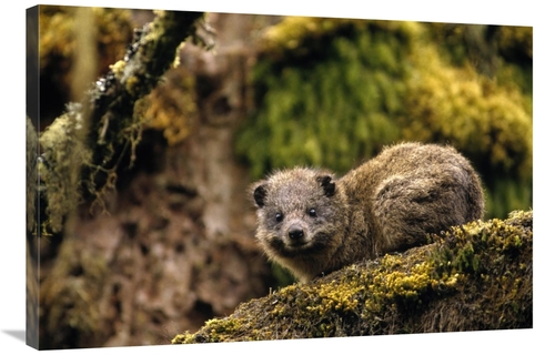 Global Gallery GCS-452778-2436-142 24 x 36 in. Eastern Tree Hyrax in H