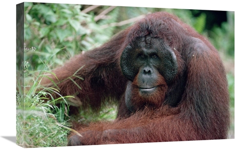 16 x 24 in. Orangutan Male, Adult, Borneo Art Print - Konrad W