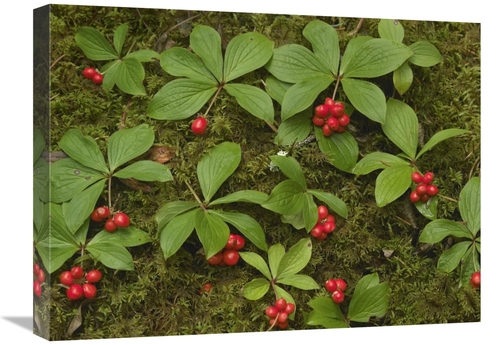 Global Gallery GCS-452180-1824-142 18 x 24 in. Bunchberry Growing Amid