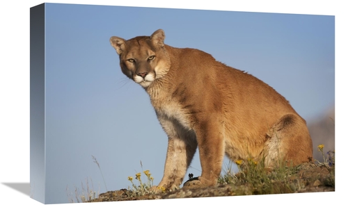 Global Gallery GCS-395973-1218-142 12 x 18 in. Mountain Lion North Ame