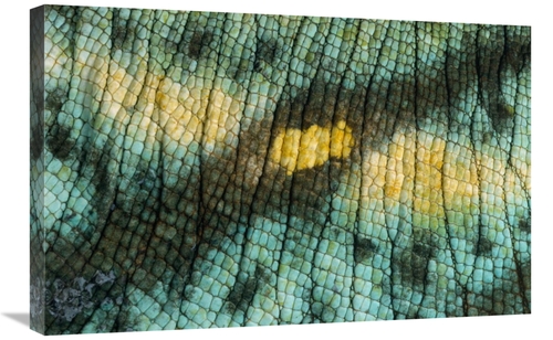 Global Gallery GCS-395329-2030-142 20 x 30 in. Parsons Chameleon Close