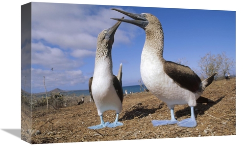 Global Gallery GCS-451098-1218-142 12 x 18 in. Blue-Footed Booby Coupl