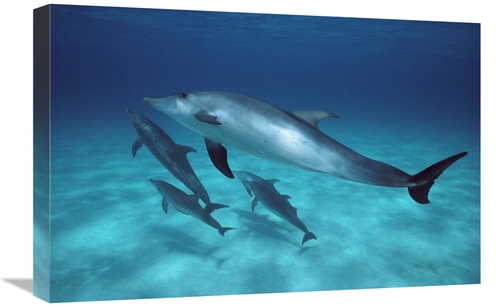 Global Gallery GCS-450692-1624-142 16 x 24 in. Atlantic Spotted Dolphi