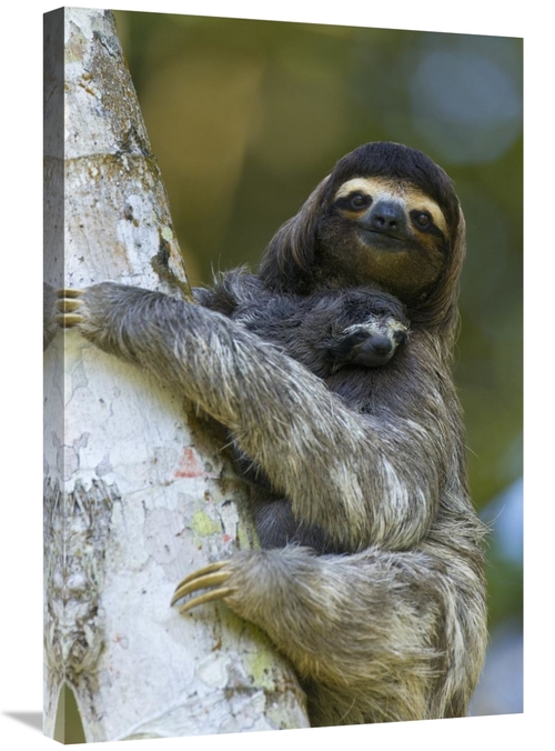 Global Gallery GCS-395872-2030-142 20 x 30 in. Brown-Throated Three-To