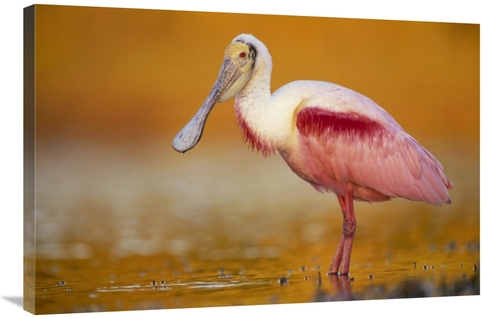 Global Gallery GCS-397103-2436-142 24 x 36 in. Roseate Spoonbill Adult