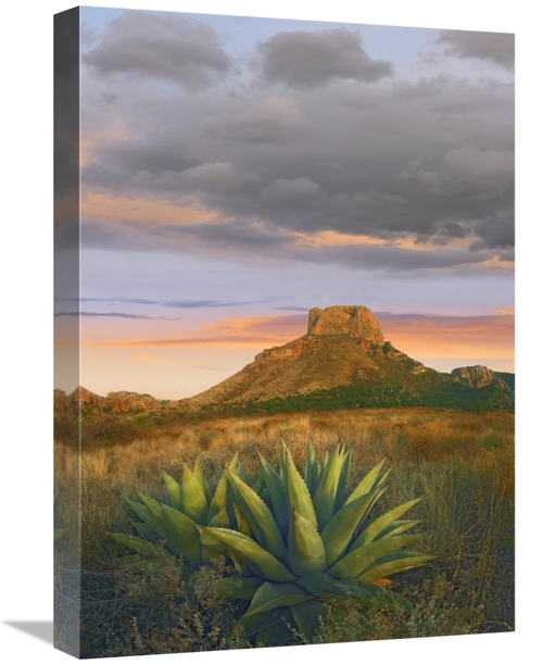 Global Gallery GCS-452167-22-142 22 in. Lechuguilla Agave & Casa Grand