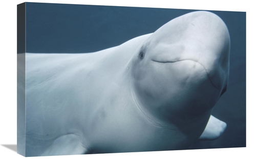 Global Gallery GCS-450765-1624-142 16 x 24 in. Beluga, Vancouver A