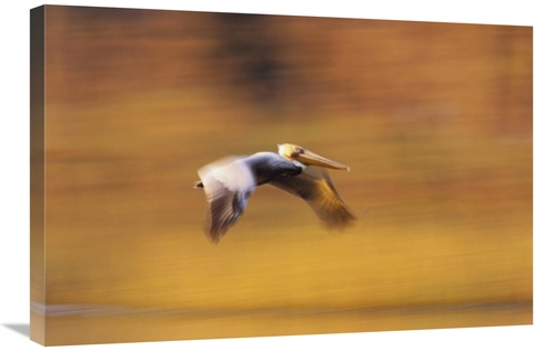 Global Gallery GCS-396043-2030-142 20 x 30 in. Brown Pelican Flying&#4