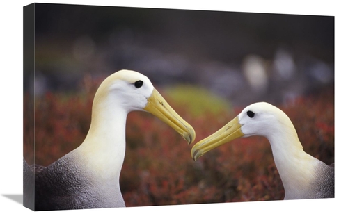 Global Gallery GCS-451411-1624-142 16 x 24 in. Waved Albatross Courtsh