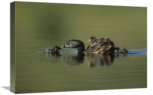 Global Gallery GCS-397088-1624-142 16 x 24 in. Pied-Billed Grebe Paren