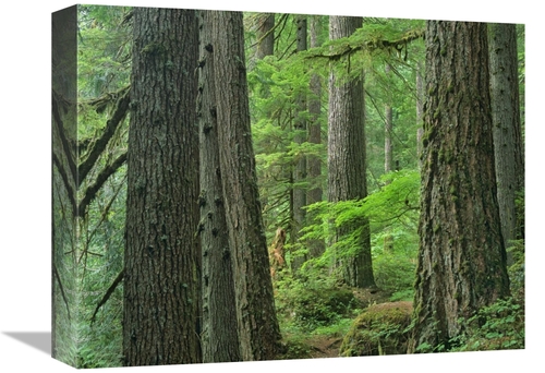 Global Gallery GCS-397174-1216-142 12 x 16 in. Old Growth Forest of We