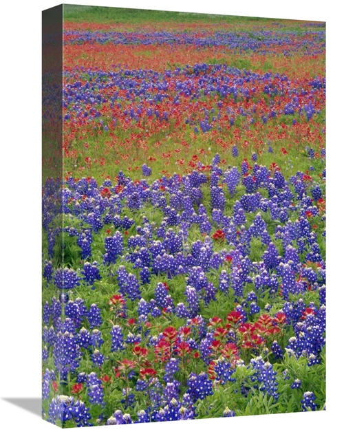 Global Gallery GCS-451967-1218-142 12 x 18 in. Sand Bluebonnet & Paint