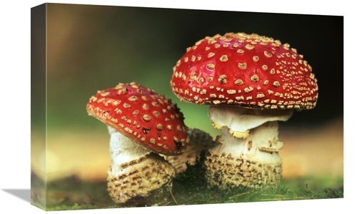 Global Gallery GCS-398287-1218-142 12 x 18 in. Fly Agaric Pair, Hi