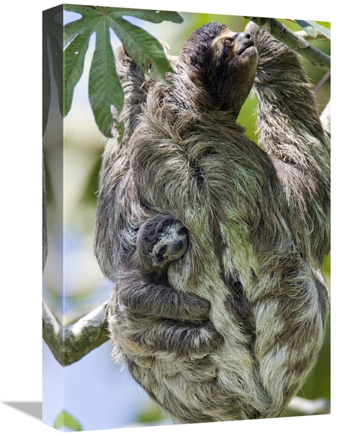 Global Gallery GCS-395882-1218-142 12 x 18 in. Brown-Throated Three-To