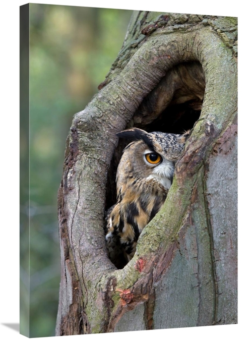 Global Gallery GCS-398017-2030-142 20 x 30 in. Eurasian Eagle-Owl Look