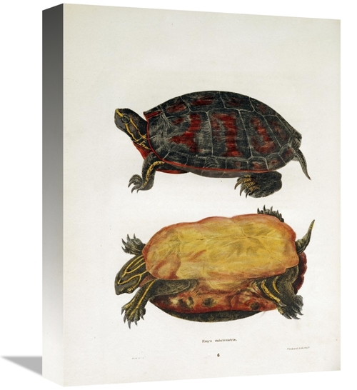 Global Gallery GCS-268109-16-142 16 in. Emrys Rubriventris Art Print -