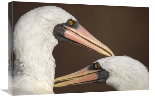 Global Gallery GCS-451239-2030-142 20 x 30 in. Masked Booby Couple All