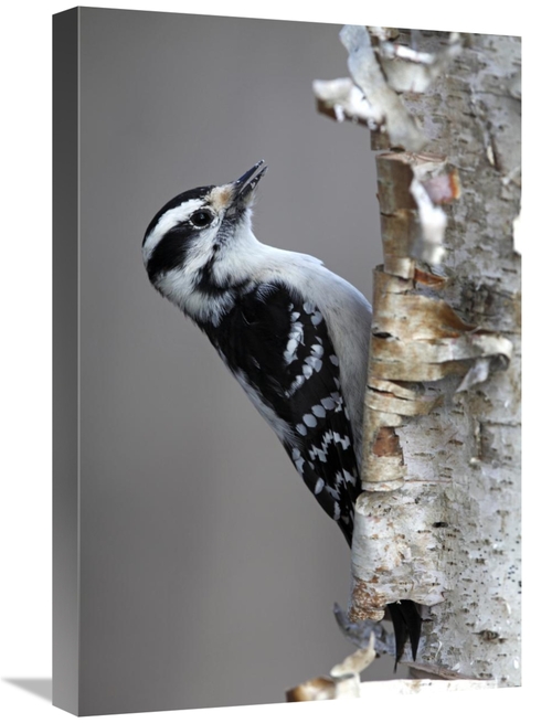Global Gallery GCS-397593-1624-142 16 x 24 in. Downy Woodpecker, C