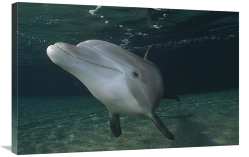 Global Gallery GCS-450665-2436-142 24 x 36 in. Bottlenose Dolphin Unde