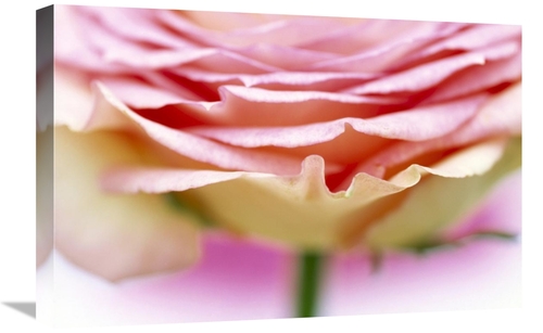 Global Gallery GCS-398265-1624-142 16 x 24 in. Close Up of Rose Showin
