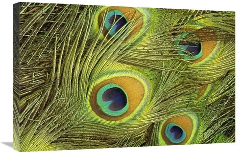 Global Gallery GCS-452858-2030-142 20 x 30 in. Indian Peafowl Male Dis