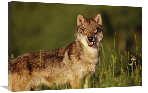 Global Gallery GCS-396035-2030-142 20 x 30 in. Timber Wolf Portrait&#4