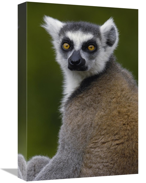 Global Gallery GCS-453252-1218-142 12 x 18 in. Ring-Tailed Lemur Portr