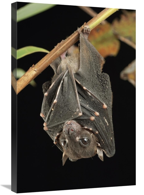 Global Gallery GCS-397577-2030-142 20 x 30 in. Spotted-Winged Fruit Ba