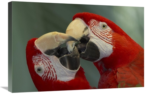 Global Gallery GCS-398150-2030-142 20 x 30 in. Scarlet Macaw Pair Kiss