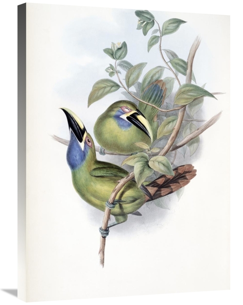 Global Gallery GCS-277744-30-142 30 in. Blue-Throated Groove-Bill - To