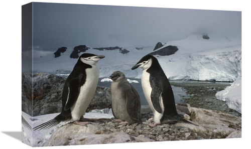 Global Gallery GCS-451717-1218-142 12 x 18 in. Chinstrap Penguin Pair 